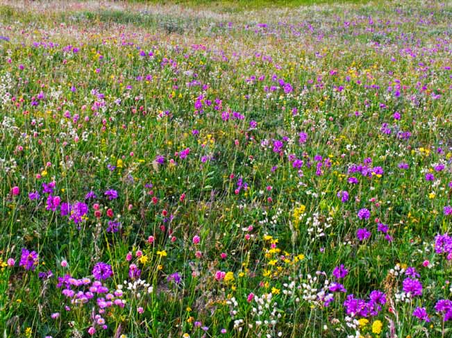 TBS sorgt mit Wildblumenwiesen fu00fcr Artenvielfalt an seinen Standort